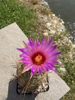 Thelocactus bicolor